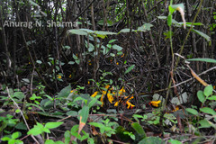 Christisonia bicolor